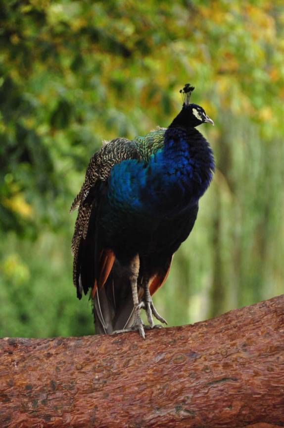 Pavão posa para fotos sobre um galho de sequoia no Beacon Hill Park, em Victoria, capital da British Columbia, no oeste do Canadá